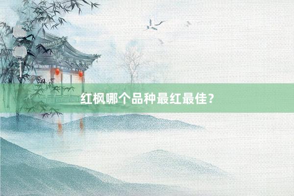 红枫哪个品种最红最佳？