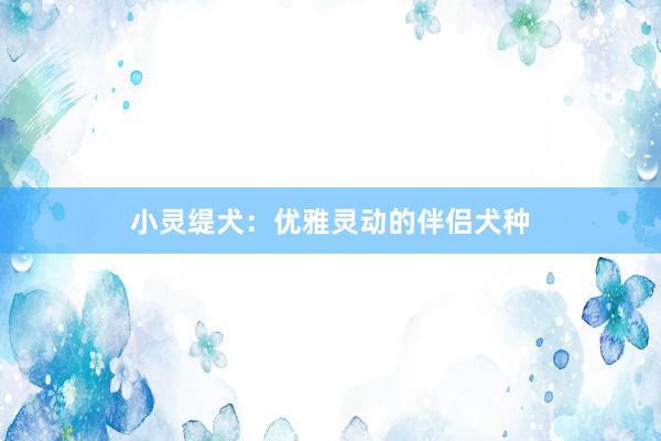 小灵缇犬：优雅灵动的伴侣犬种